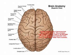 Image result for Brain Anatomy Top Perspective