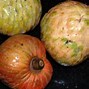 Image result for Custard Apple Fruit