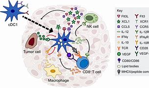 Image result for Illustration of a Dendritic Cell