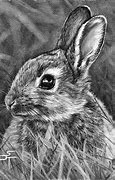 Image result for Pencil Drawings of Cartoon Animals