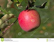 Image result for Dark Red Apple Ripe in October