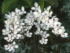 fiori arancio matrimonio composizioni floreali per matrimoni regalare fiori fiori arancio matrimonio composizioni floreali per matrimoni regalare fiori