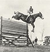 Image result for Show Jumping Highest Jump