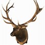 Image result for Largest Elk On Record