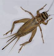 Image result for Black Background Cricket Insect Cartoon