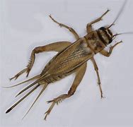 Image result for Tapered Crickets