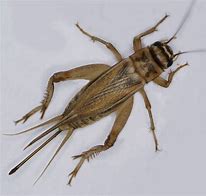 Image result for Cricket Animal