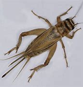 Image result for Acheta Crickets