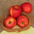Image result for Jonathan Apple Fruit