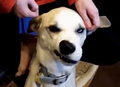 Image result for This Is Fine Dog Burning Meme GIF