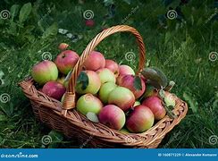 Image result for Autumn Apple Basket