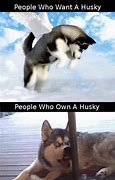 Image result for Funny Husky Dog Memes