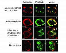 Image result for actin�g4afo