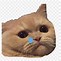 Image result for Crying Cat Meme in Bed