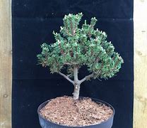 Image result for Pinus mugo Kissen