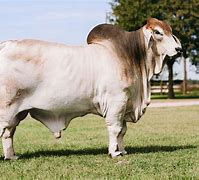 Image result for Brahma Bull Ranch