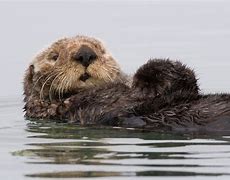 Image result for Mexican Otter