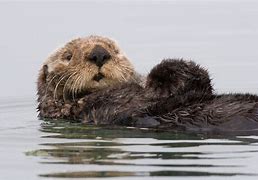 Image result for Black Sea Otter