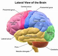 Image result for Brain with Lobes