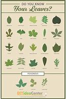 Image result for Vegetable Leaf Identification