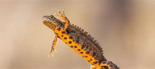 Image result for Great Crested Newt Habitat