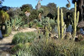 Image result for Arizona Cactus Garden