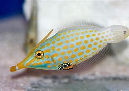 Bildergebnis für Tropical fish