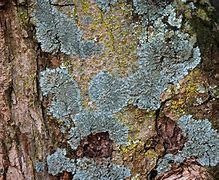 Image result for Moss On House