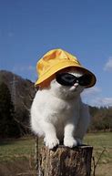 Image result for Cat with Hat and Sunglasses