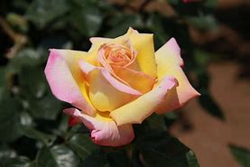 Image result for Hybrid Tea Rose Flower Painting