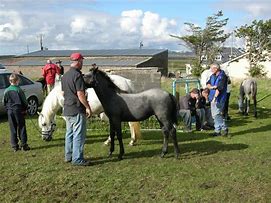 Image result for Horse Show