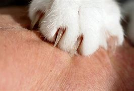 Image result for Small Cat Scratch
