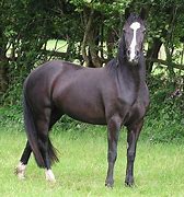 Image result for Black American Quarter Horse Stallion