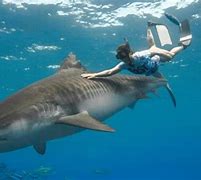 Image result for Biggest Tiger Shark in the World
