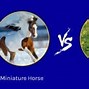 Image result for Pony vs Horse