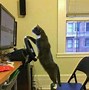 Image result for Most Funny Cats