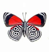 Image result for 88 89 Butterfly