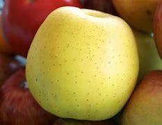 Image result for Apple wikipedia