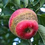 Image result for Cool Apple Fruit
