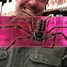 Image result for Largest Spider in Australia