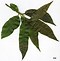 Image result for Prunus persica Peregrine
