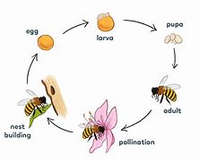 Image result for Bee Life Cycle Insect