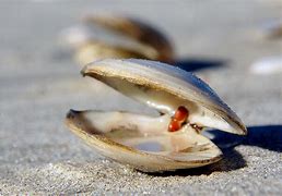 Image result for +Photography of a Dark Clam Ocean