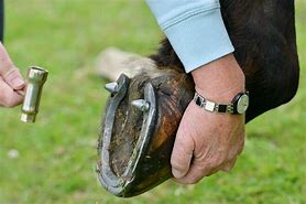 Image result for Stud Horse for Women