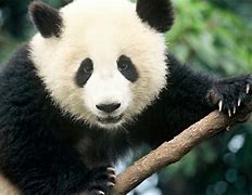 Image result for WWF Panda Bear