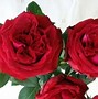 Image result for Rose Rouge Royale Red