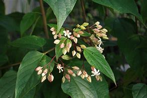 Clerodendrum trichotomum fargesii 的图像结果