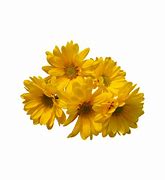 Image result for Aesthetic Yellow Animated Flower