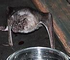 Image result for Vampire Bat Animal