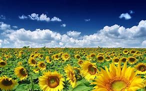 Image result for Sunflower iMac